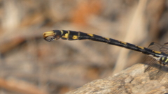 Onychogomphus uncatus