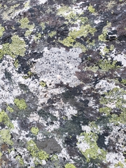 Rhizocarpon