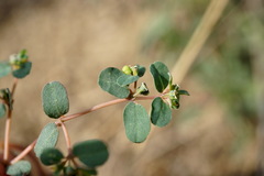Euphorbia chamaesyce
