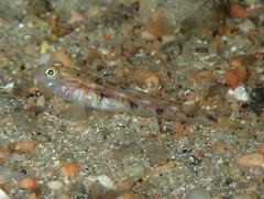 Pomatoschistus pictus