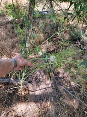 Thelypodium wrightii