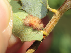Neuroterus aliceae