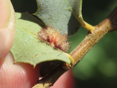 Neuroterus aliceae