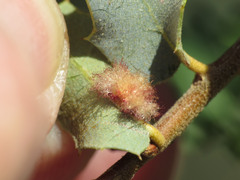 Neuroterus aliceae