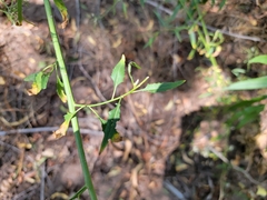 Thelypodium wrightii
