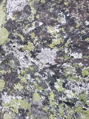 Rhizocarpon
