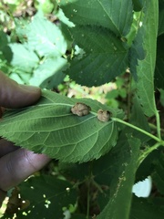 Neolasioptera farinosa