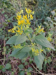 Verbesina occidentalis