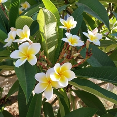 Plumeria obtusa