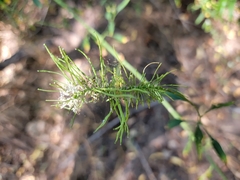 Thelypodium wrightii