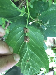 Neolasioptera farinosa