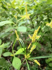 Cyperus hermaphroditus