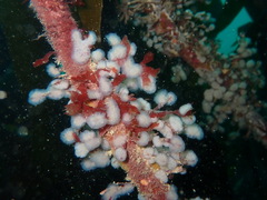 Aplidium pallidum