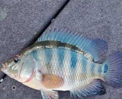 Mayaheros urophthalmus