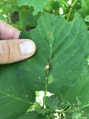 Neolasioptera farinosa