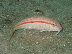 Mullus surmuletus