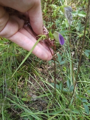 Centrosema virginianum