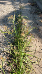 Cyperus rotundus