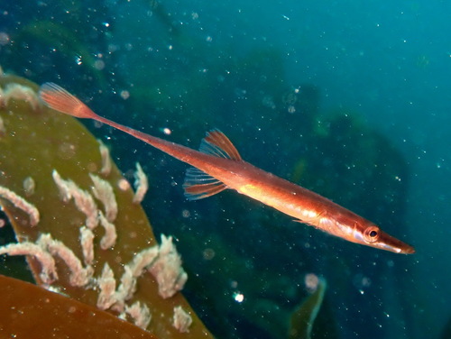 Fifteen-spined stickleback