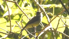 Myiarchus ferox