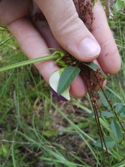 Centrosema virginianum