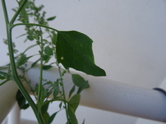 Chenopodium album