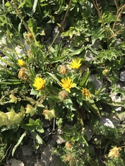 Crepis pyrenaica