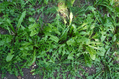 Taraxacum