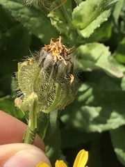 Crepis pyrenaica