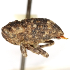 Tylodes cladotrichis