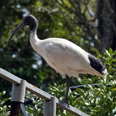 Threskiornis molucca
