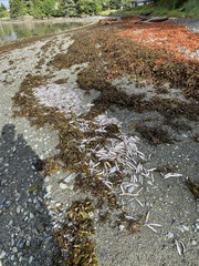 Mallotus catervarius