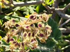 Pelargonium lobatum