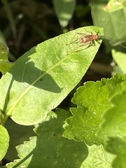 Anaxipha exigua