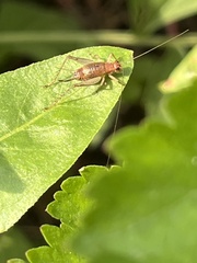 Anaxipha exigua