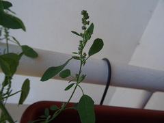 Chenopodium album
