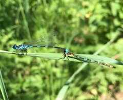 Coenagrion pulchellum