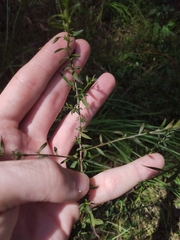 Symphyotrichum dumosum