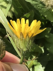 Crepis pyrenaica
