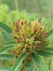Lespedeza capitata