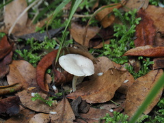 Cuphophyllus virgineus