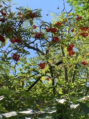 Sorbus decora
