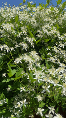 Clematis