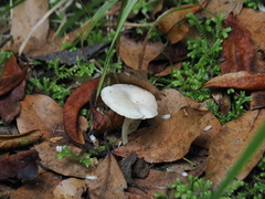 Cuphophyllus virgineus