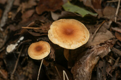 Pholiota multicingulata