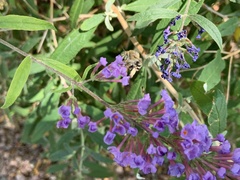 Anthophora californica