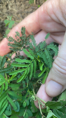 Desmanthus illinoensis