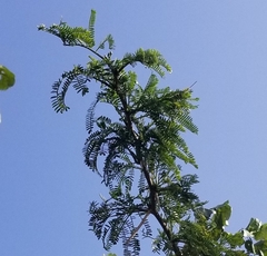 Vachellia sieberiana