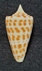 Conus spurius