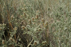 Marrubium peregrinum